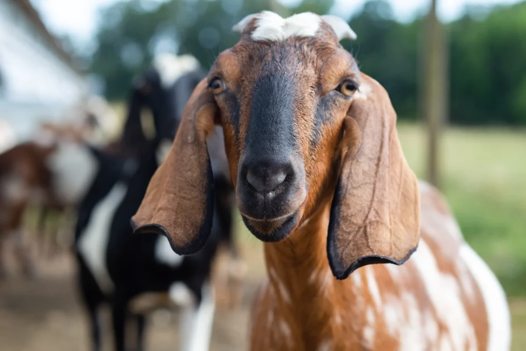 A goat on the Grumpy Ole Goat farm close up to the camera