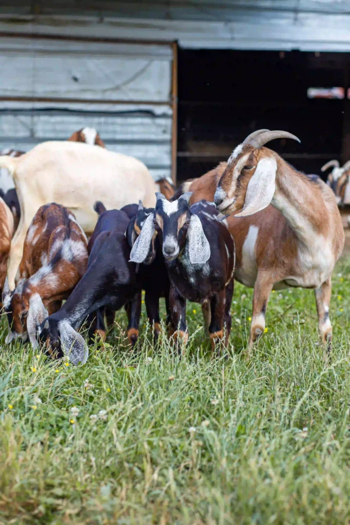The goats at the Grumpy Ole Goat farm