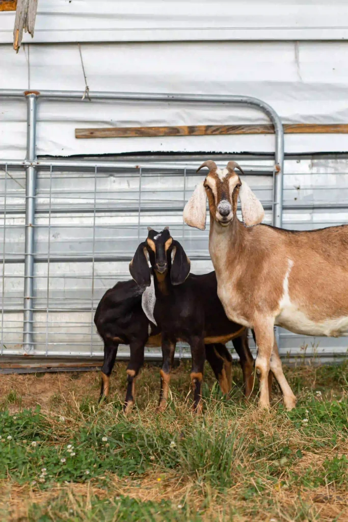 3 Goats looking at the camera
